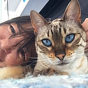 Lainie joined the competition — help win amazing prizes! animal, blue_eyes, cat, close_up, companion, cozy, cute, face, friendship, fur, hand, indoor, person, pet, portrait, relaxation, resting, smile, soft_surface, whiskers