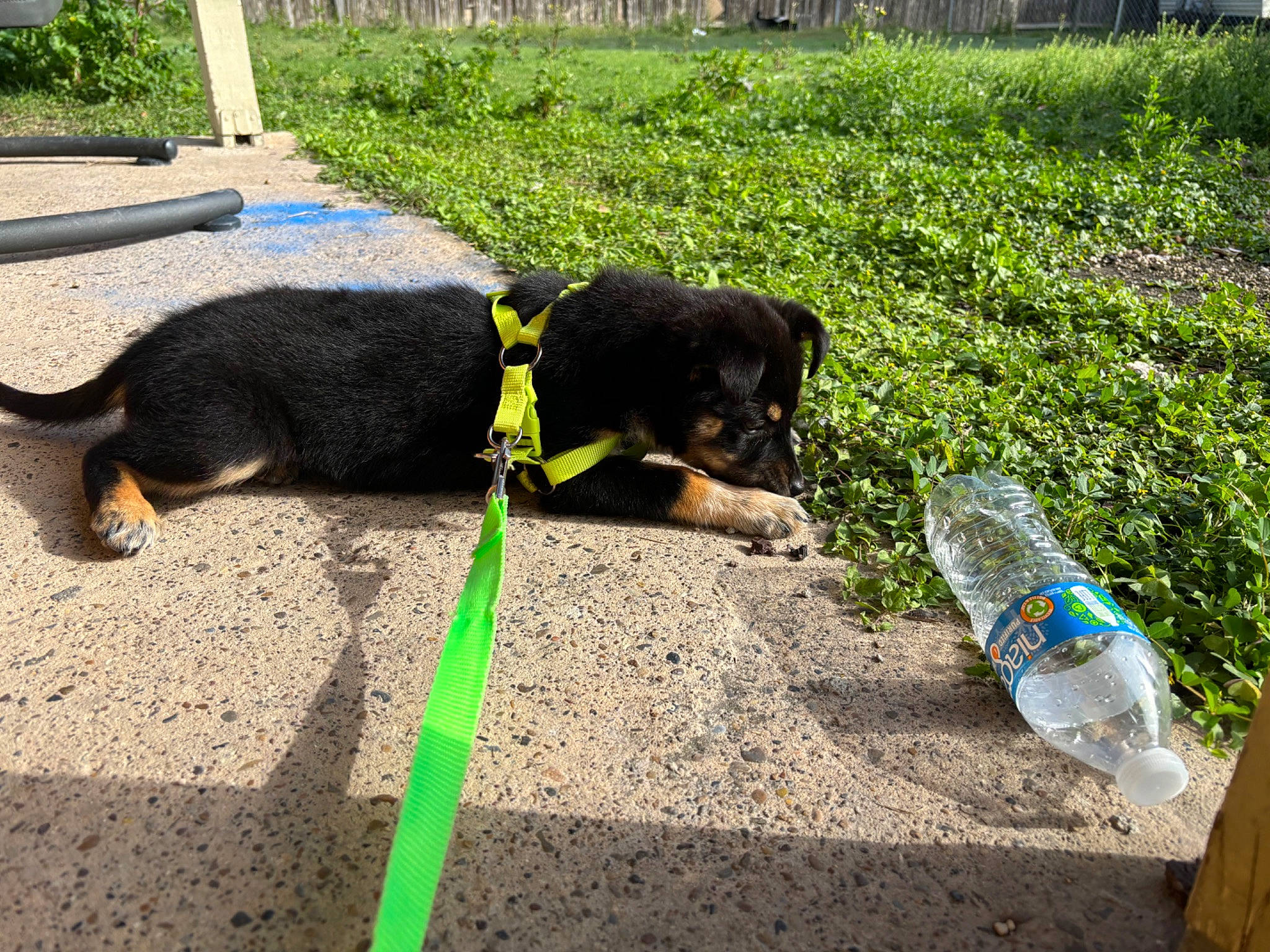 Beauty joined the competition — help win amazing prizes! asphalt, bottle, bottled_water, carnivore, collar, companion_dog, dog, dog_breed, dog_collar, drinking_water, grass, leash, mineral_water, pet_supply, plant, plastic_bottle, road_surface, tail, water_bottle, working_animal