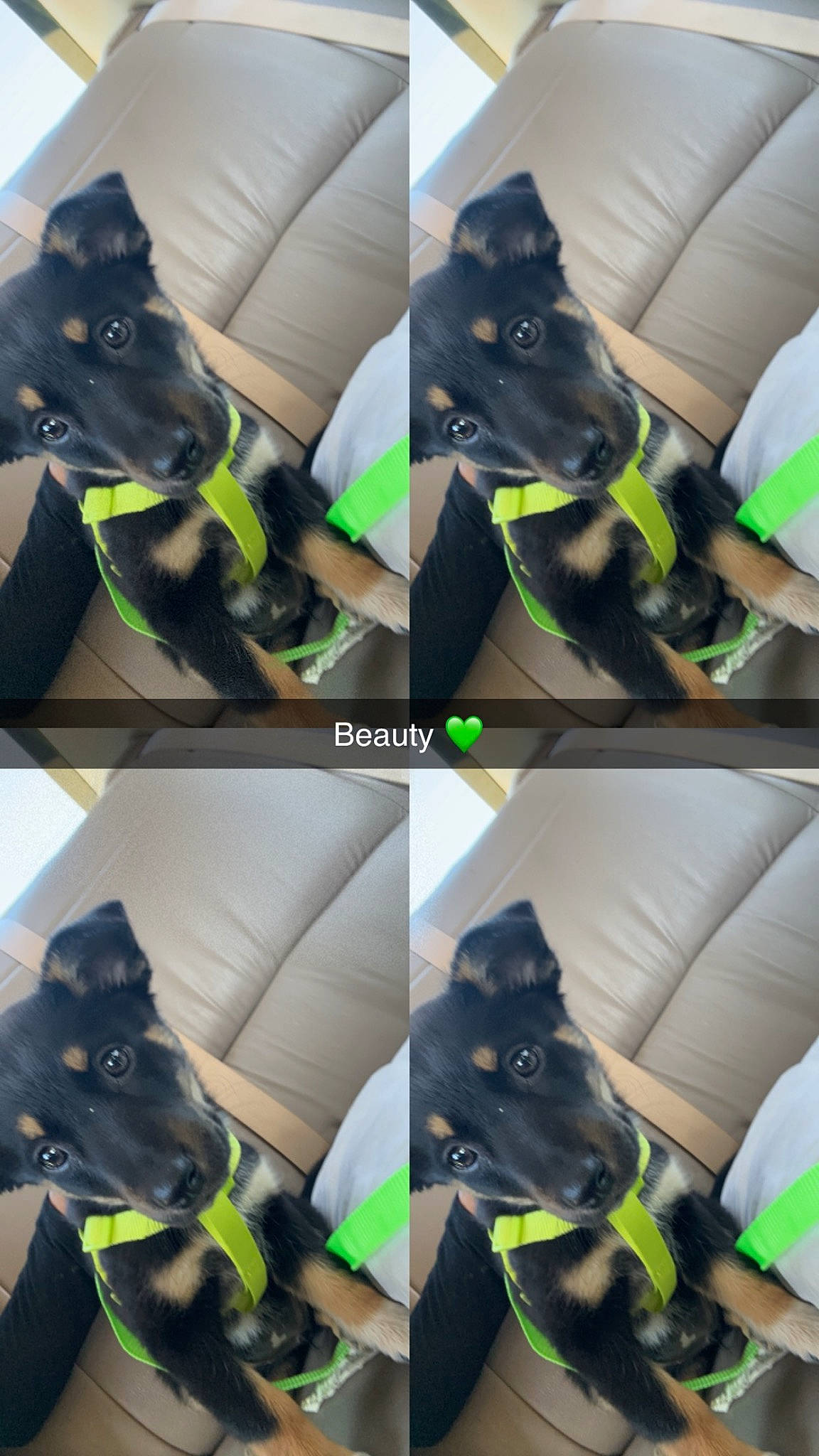 Beauty joined the competition — help win amazing prizes! canidae, carnivore, comfort, companion_dog, dog, dog_breed, dog_collar, dog_supply, electric_blue, fashion_accessory, felidae, green, light, personal_protective_equipment, selfie, snout, sporting_group, working_animal, yellow