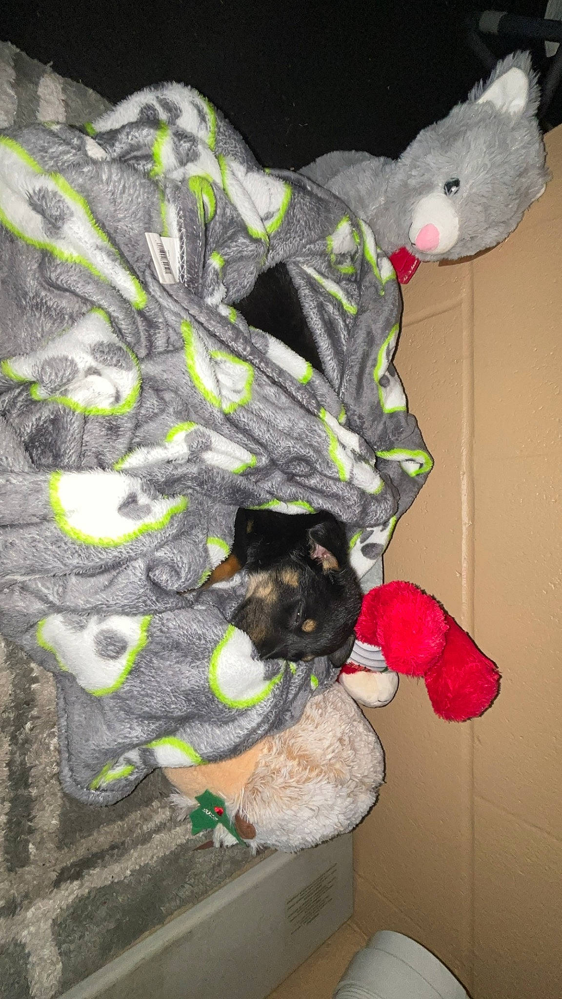 Beauty is registered to the contest to win money with this photo: art, carmine, carnivore, cat, felidae, fictional_character, fur, grey, linens, magenta, pattern, plant, room, small_to_medium_sized_cats, tail, toy, tree, visual_arts, whiskers, white