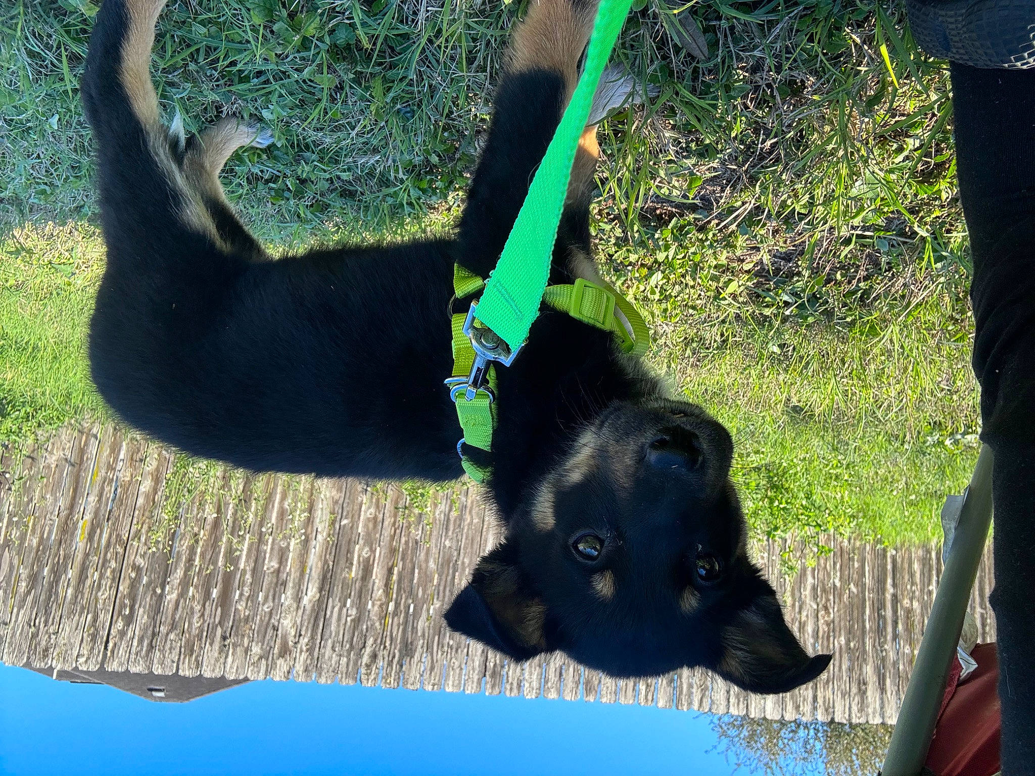 Beauty joined the competition — help win amazing prizes! canidae, carnivore, collar, companion_dog, dog, dog_breed, electric_blue, gesture, grass, green, mammal, plant, snout, sporting_group, tail, terrestrial_animal, tree, trunk, water, working_animal