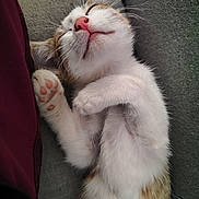 Mimie participe au concours pour gagner de l'argent avec cette photo : kitten, sleeping, cat, paw, pink_nose, fur, cozy, cushion, tabby, white_fur, closeup, relaxed, cute, pet, indoor, animal, whiskers, soft, nap, adorable