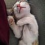 kitten, sleeping, cat, paw, pink_nose, fur, cozy, cushion, tabby, white_fur, closeup, relaxed, cute, pet, indoor, animal, whiskers, soft, nap, adorable