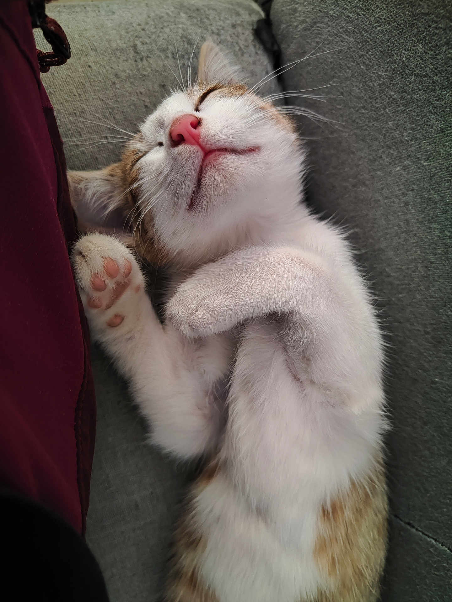 Mimie participe au concours pour gagner de l'argent avec cette photo : kitten, sleeping, cat, paw, pink_nose, fur, cozy, cushion, tabby, white_fur, closeup, relaxed, cute, pet, indoor, animal, whiskers, soft, nap, adorable