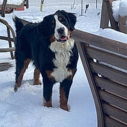 Daenerys is registered to the contest to win money with this photo: dog, bernese_mountain_dog, snow, outdoor, winter, backyard, pet, animal, furniture, chair, cold, fur, friendly, curious, nature, daylight, canine, playful, white, brown