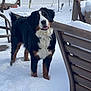 dog, bernese_mountain_dog, snow, outdoor, winter, backyard, pet, animal, furniture, chair, cold, fur, friendly, curious, nature, daylight, canine, playful, white, brown
