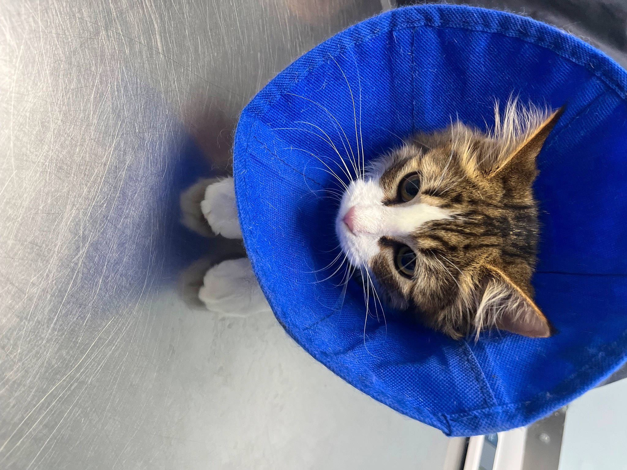 Chloe is registered to the contest to win money with this photo: azure, carnivore, cat, cat_supply, claw, comfort, domestic_short_haired_cat, electric_blue, felidae, fur, paw, plant, small_to_medium_sized_cats, snout, terrestrial_animal, whiskers