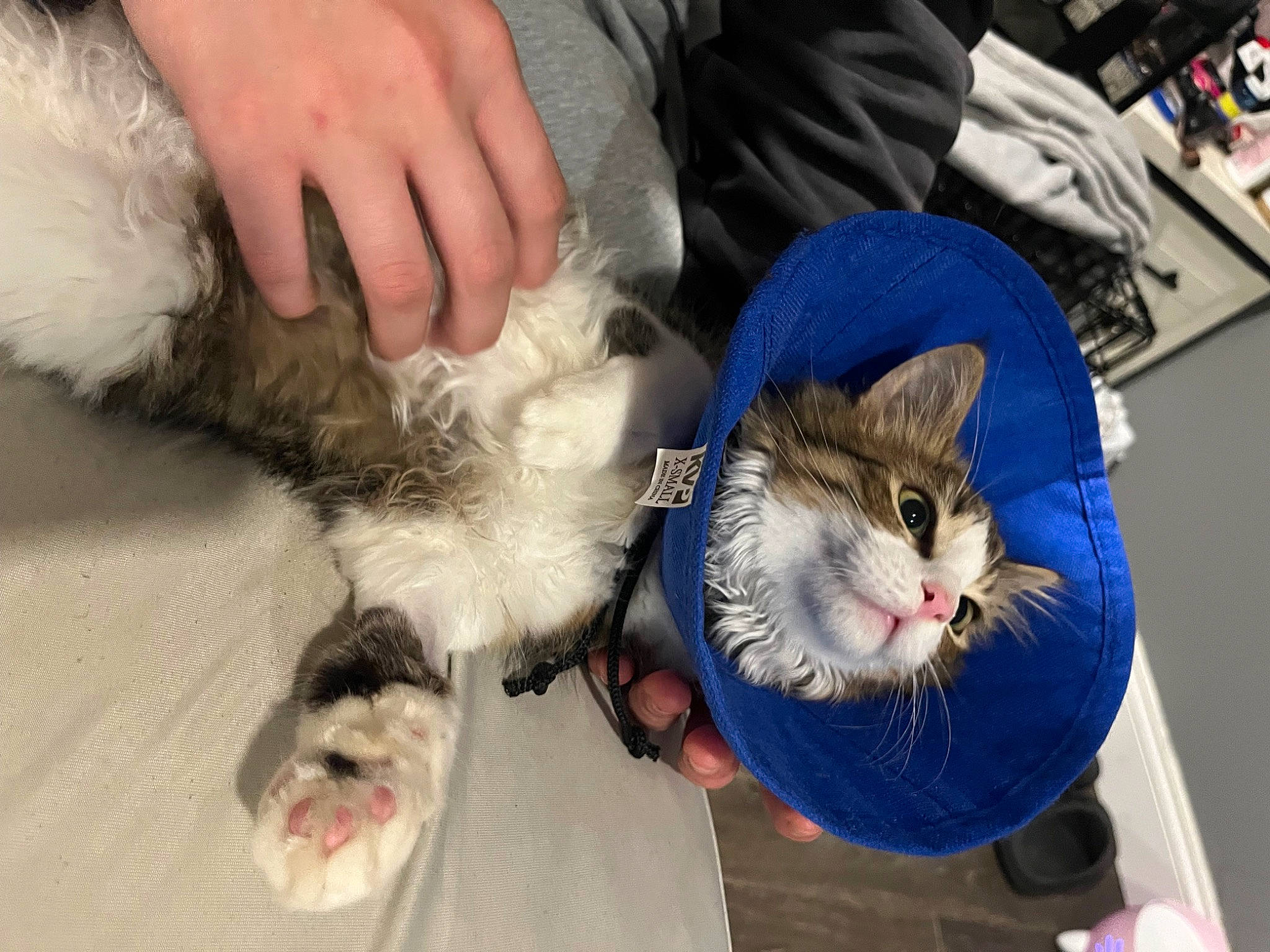 Chloe is registered to the contest to win money with this photo: canidae, carnivore, cat, claw, comfort, companion_dog, dog_breed, domestic_short_haired_cat, electric_blue, fawn, felidae, foot, fur, lap, paw, small_to_medium_sized_cats, snout, tail, whiskers