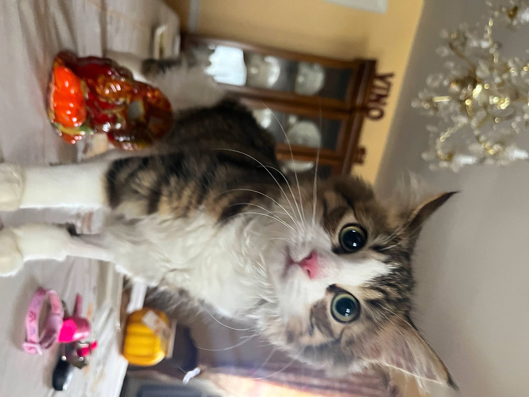 Chloe is registered to the contest to win money with this photo: carnivore, cat, claw, domestic_short_haired_cat, drawer, felidae, fur, paw, plant, room, small_to_medium_sized_cats, snout, tail, tree, whiskers, window