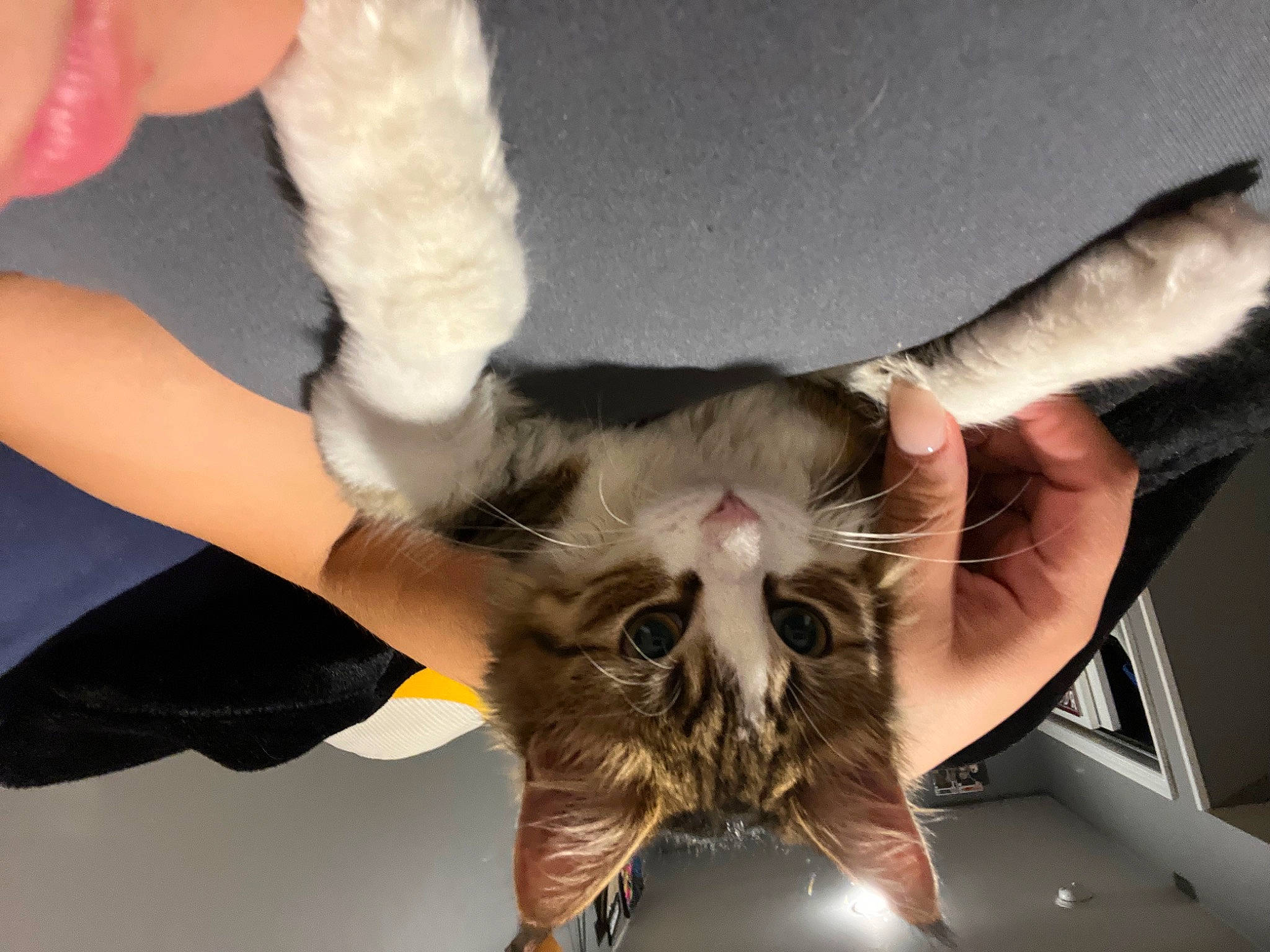 Chloe joined the competition — help win amazing prizes! carnivore, cat, claw, domestic_short_haired_cat, ear, felidae, finger, fur, gesture, hand, mammal, nail, paw, small_to_medium_sized_cats, snout, vertebrate, whiskers