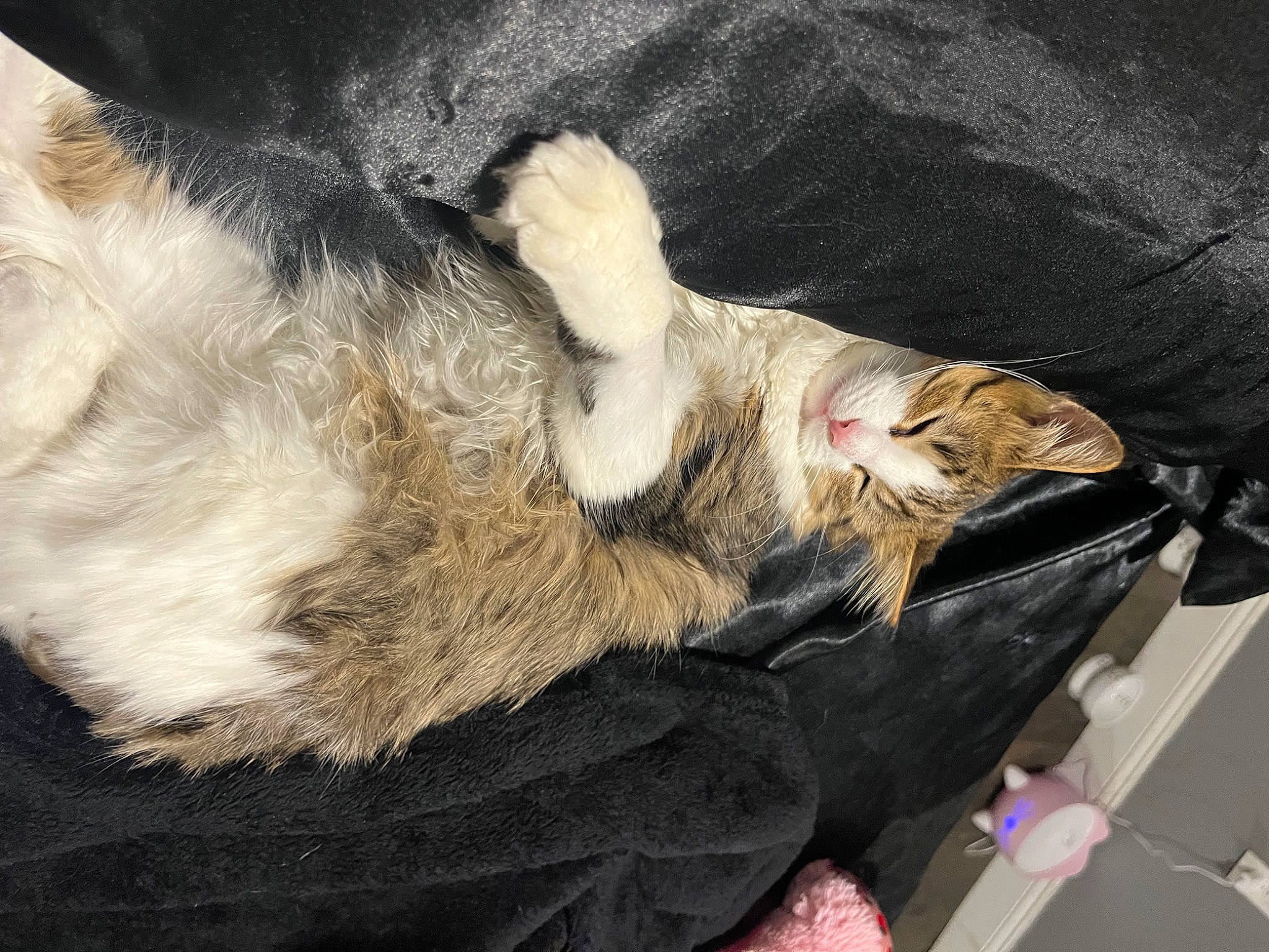 Chloe is registered to the contest to win money with this photo: canidae, carnivore, cat, claw, comfort, dog_breed, domestic_short_haired_cat, ear, fawn, felidae, fur, nap, paw, sleep, small_to_medium_sized_cats, snout, sporting_group, tail, whiskers