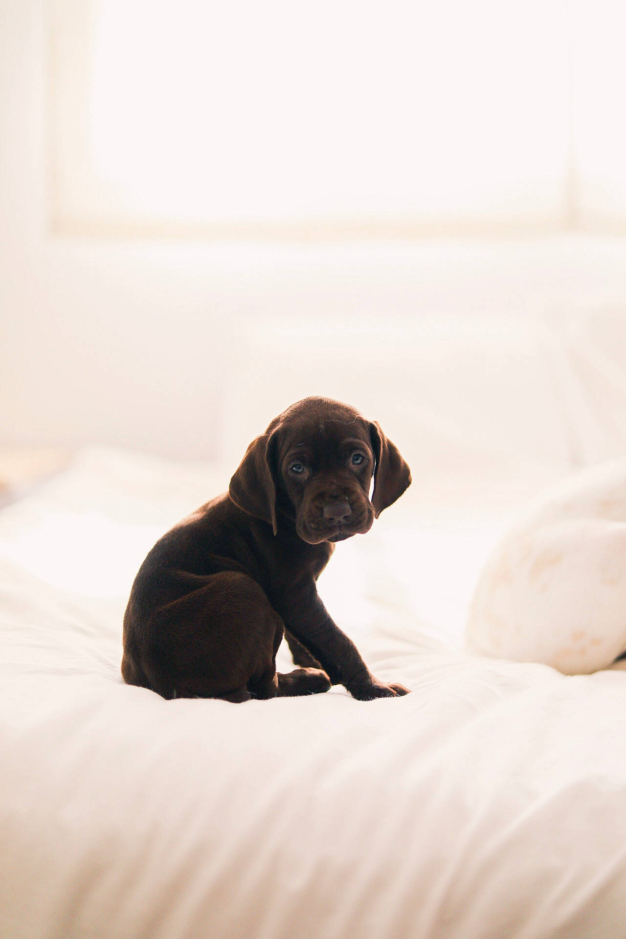 Willow is registered to the contest to win money with this photo: canidae, carnivore, comfort, companion_dog, dog, dog_breed, fawn, flooring, grey, hardwood, linens, liver, pug, snout, sporting_group, terrestrial_animal, tints_and_shades, wood, working_animal, wrinkle