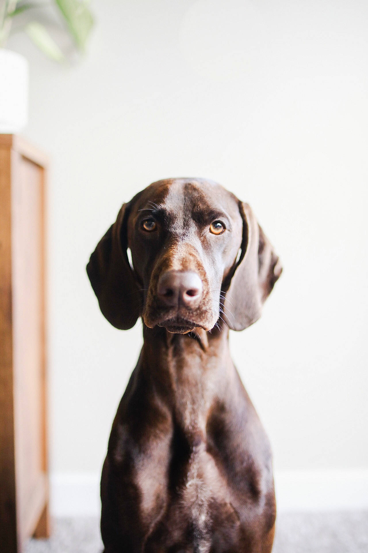 Willow is registered to the contest to win money with this photo: canidae, carnivore, collar, companion_dog, dog, dog_breed, dog_collar, ear, eye, fawn, fur, gun_dog, liver, pet_supply, snout, sporting_group, terrestrial_animal, whiskers, wood, working_animal