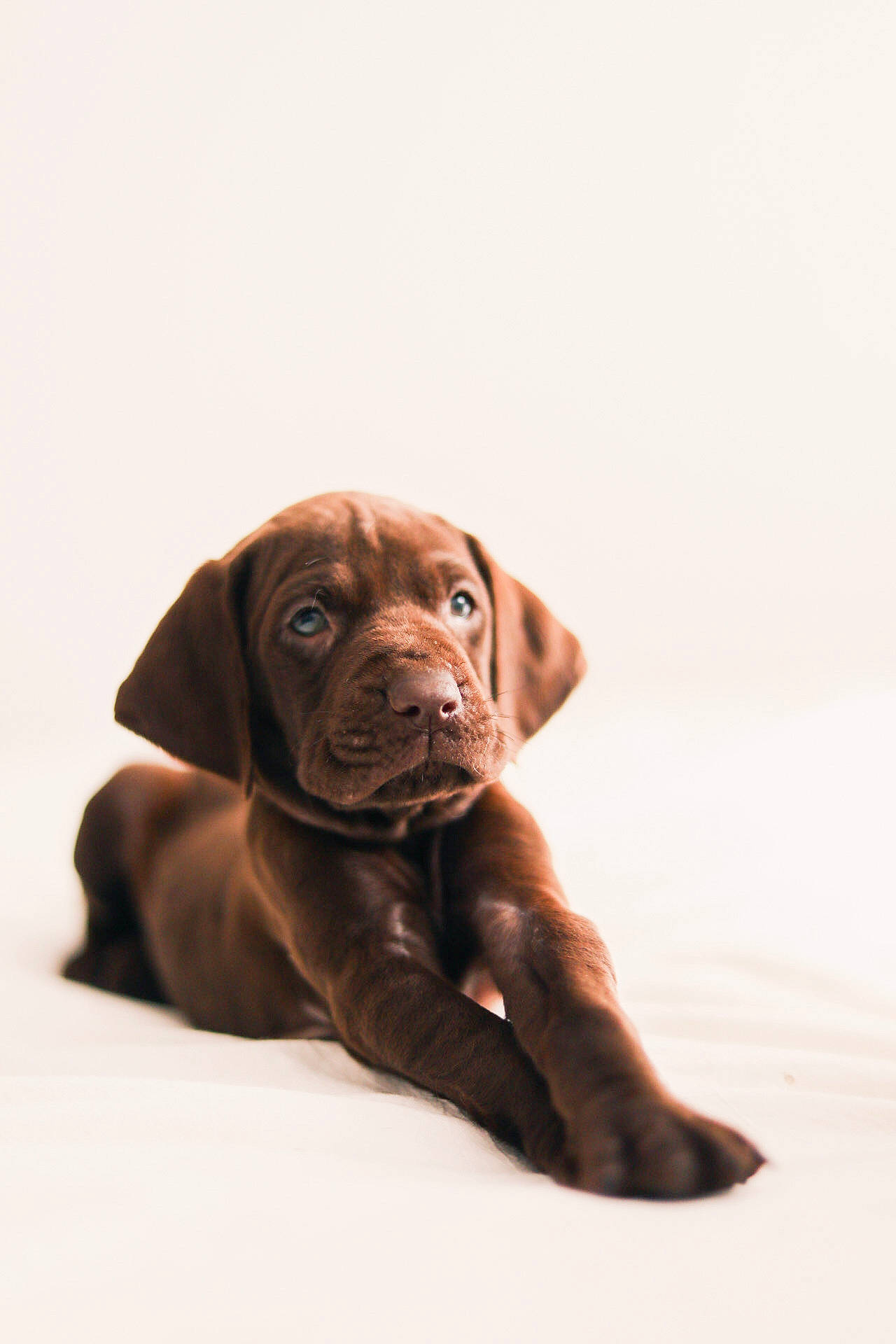 Willow joined the competition — help win amazing prizes! art, canidae, carnivore, collar, companion_dog, dog, dog_breed, dog_collar, fur, gun_dog, hunting_dog, liver, puppy, snout, sporting_group, terrestrial_animal, wood, working_animal