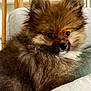 Onyx participe au concours pour gagner de l'argent avec cette photo : dog, puppy, pomeranian, fluffy, fur, pet, close_up, portrait, couch, pillow, indoor, sitting, eyes, nose, ears, home, furniture, cozy, shelf, wooden_leg