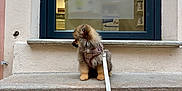 Onyx a rejoint le concours — aidez-le/la à gagner de superbes lots ! dog, puppy, small_dog, pomeranian, leash, harness, window, shop_window, ledgestone, stone_ledge, pavement, building_facade, urban, reflection, sitting, fur, cute, pet, outdoor, portrait