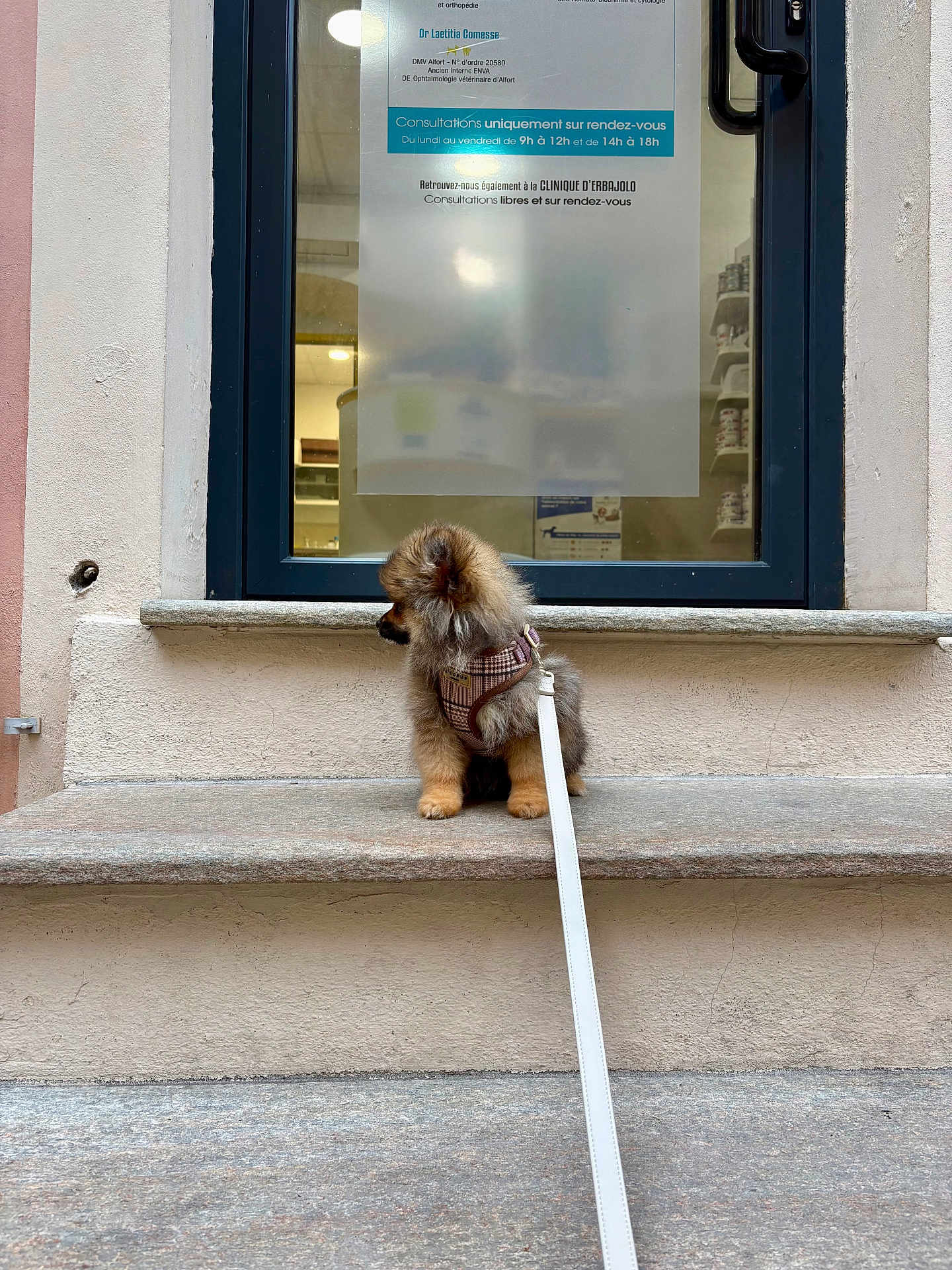 Onyx a rejoint le concours — aidez-le/la à gagner de superbes lots ! dog, puppy, small_dog, pomeranian, leash, harness, window, shop_window, ledgestone, stone_ledge, pavement, building_facade, urban, reflection, sitting, fur, cute, pet, outdoor, portrait