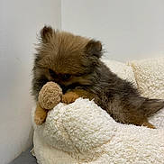 Onyx a rejoint le concours — aidez-le/la à gagner de superbes lots ! dog, puppy, pomeranian, fluffy, fur, plush_bed, stuffed_toy, toy, cozy, sleepy, indoor, white_wall, corner, soft_texture, brown, small_animal, closeup, resting, ears, eyes
