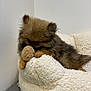 dog, puppy, pomeranian, fluffy, fur, plush_bed, stuffed_toy, toy, cozy, sleepy, indoor, white_wall, corner, soft_texture, brown, small_animal, closeup, resting, ears, eyes