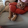 Tomato is registered to the contest to win money with this photo: cat, kitten, ginger_cat, orange_fur, pet, animal, sleepy, relaxed, lying_down, bed, bedroom, pillow, red_collar, inflatable_collar, whiskers, ears, paws, tail, indoor, cozy