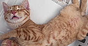 Tomato joined the competition — help win amazing prizes! cat, kitten, orange_tabby, sleeping, lying_down, stretched_out, belly_up, paws, whiskers, pink_nose, closed_eyes, fur, striped_fur, laundry_basket, plastic_basket, indoor, cozy, cute, pet, playful