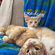 Tomato joined the competition — help win amazing prizes! cat, cats, kitten, ginger_cat, orange_cat, sleeping, lounging, upside_down, playful, cute, pet, feline, whiskers, ears, paws, pink_nose, blue_blanket, couch, indoor, cozy