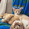 cat, cats, kitten, ginger_cat, orange_cat, sleeping, lounging, upside_down, playful, cute, pet, feline, whiskers, ears, paws, pink_nose, blue_blanket, couch, indoor, cozy
