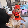 cat, orange_cat, pet, animal, costume, pumpkin_costume, halloween, hat, cape, leaves, orange, fur, whiskers, paws, lying_down, being_held, indoor, kitchen, funny, portrait