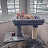 Tomato joined the competition — help win amazing prizes! cat, kitten, orange_cat, pet, animal, feline, cat_tree, scratching_post, pet_bed, indoors, window, shutters, sunlight, gray_furniture, plush, sitting, lying_down, blue_eyes, home, play_toy
