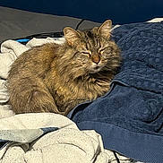 Kitty Cat is registered to the contest to win money with this photo: cat, tabby, fluffy, sleeping, blanket, towel, cozy, indoor, pet, fur, resting, sunlight, warm, relaxed, cute, animal, domestic, soft, comfort, peaceful