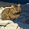 cat, tabby, fluffy, sleeping, blanket, towel, cozy, indoor, pet, fur, resting, sunlight, warm, relaxed, cute, animal, domestic, soft, comfort, peaceful