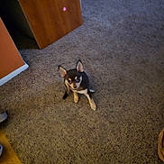 Brownie Juzysta is registered to the contest to win money with this photo: animal, black, brown, carpet, curious, cute, dog, domestic, ears, floor, furniture, home, indoor, looking_up, pet, puppy, small_dog, white, wooden_door, young