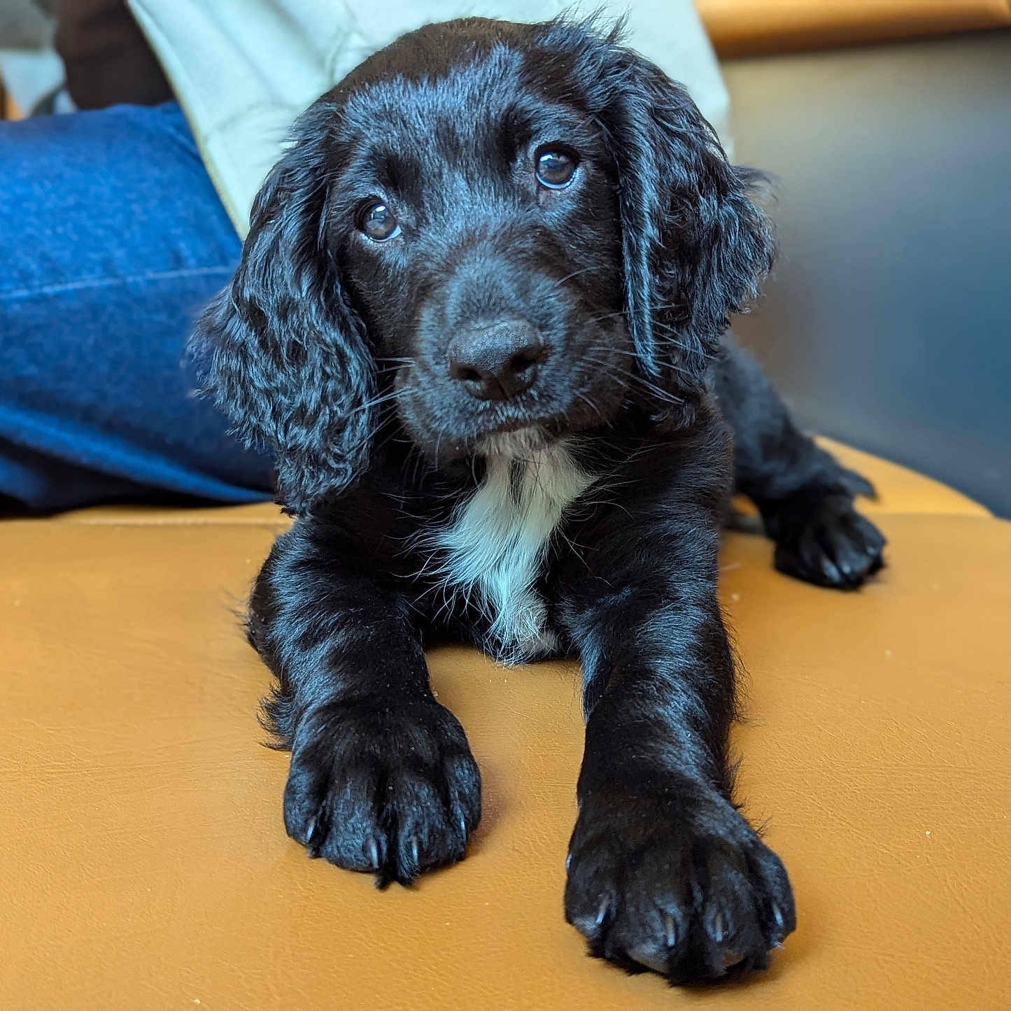 Balder joined the competition — help win amazing prizes! animal, canine, clothing, cockerspaniel, couch, dog, furniture, hound, labradorretriever, pants, person, pet, pointer, poodle, puppy, terrier
