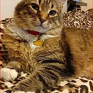 Noah joined the competition — help win amazing prizes! cat, tabby_cat, pet, collar, id_tag, paw, fur, whiskers, blanket, leopard_print, bed, indoor, close_up, portrait, relaxed, eyes, ears, cozy, domestic_cat, striped