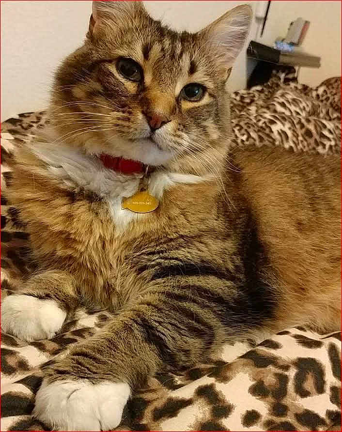 Noah joined the competition — help win amazing prizes! cat, tabby_cat, pet, collar, id_tag, paw, fur, whiskers, blanket, leopard_print, bed, indoor, close_up, portrait, relaxed, eyes, ears, cozy, domestic_cat, striped