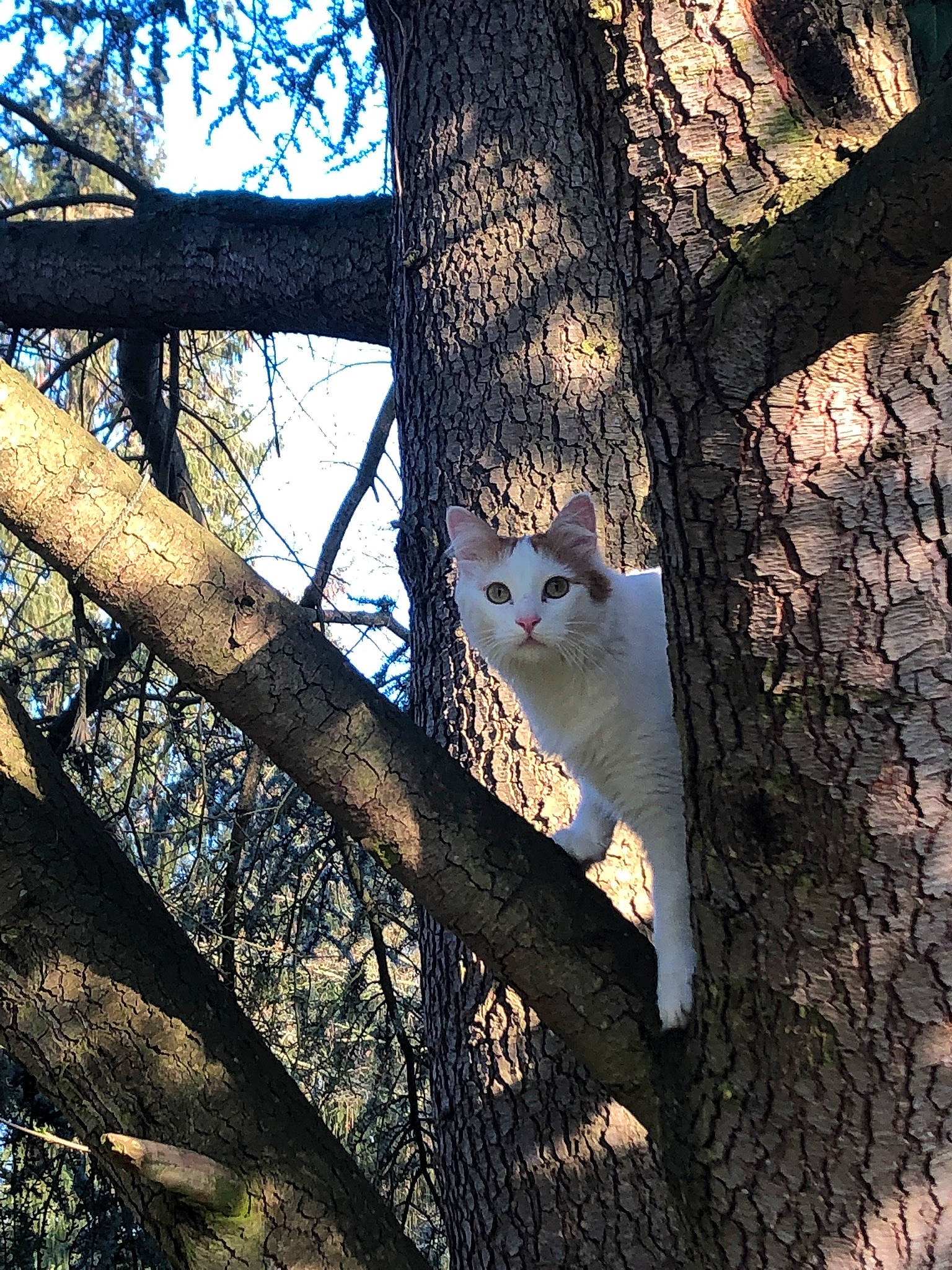 Neco a rejoint le concours — aidez-le/la à gagner de superbes lots ! branch, carnivore, cat, daytime, deciduous, eye, fawn, felidae, grass, leaf, plant, sky, small_to_medium_sized_cats, sunlight, tints_and_shades, tree, trunk, twig, whiskers, wood