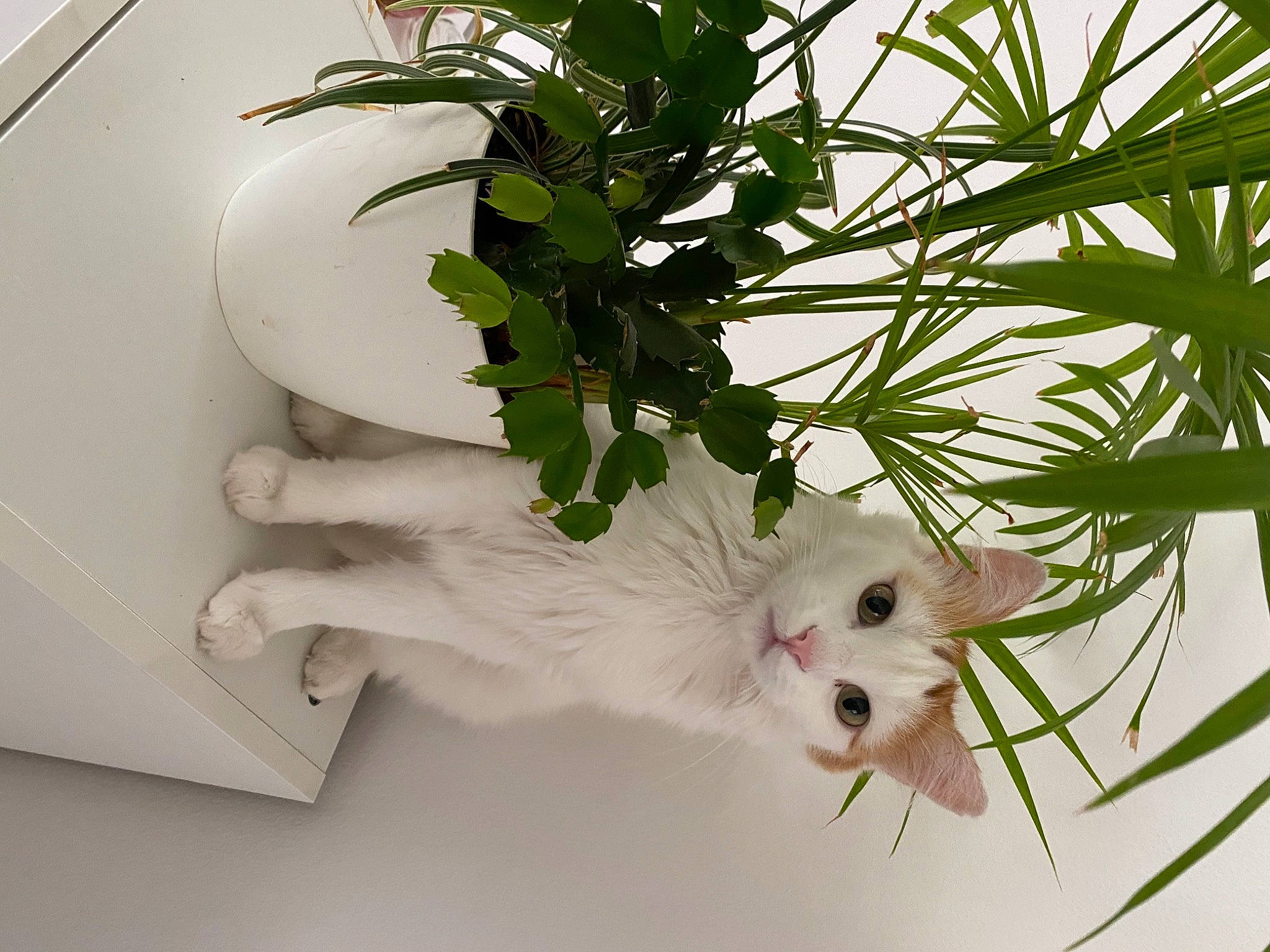 Neco participe au concours pour gagner de l'argent avec cette photo : branch, carnivore, cat, floral_design, flower, flowering_plant, flowerpot, gesture, grass, herb, houseplant, leaf_vegetable, plant, plant_stem, terrestrial_plant, tree, twig, whiskers