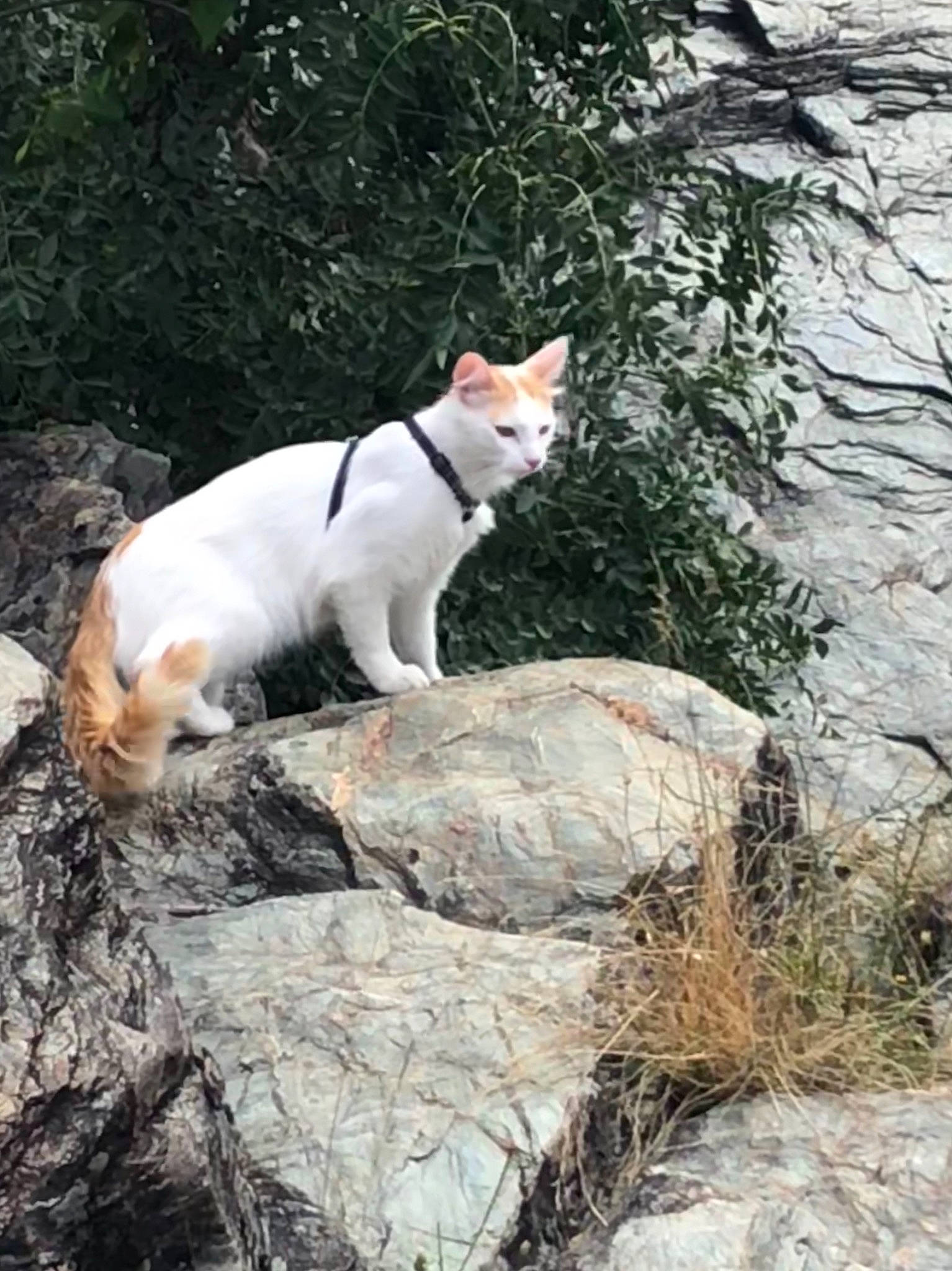 Neco a rejoint le concours — aidez-le/la à gagner de superbes lots ! bedrock, canidae, carnivore, cat, companion_dog, dog_breed, domestic_short_haired_cat, felidae, fur, grass, plant, rock, small_to_medium_sized_cats, snout, sporting_group, tail, terrestrial_animal, tree, whiskers, wood