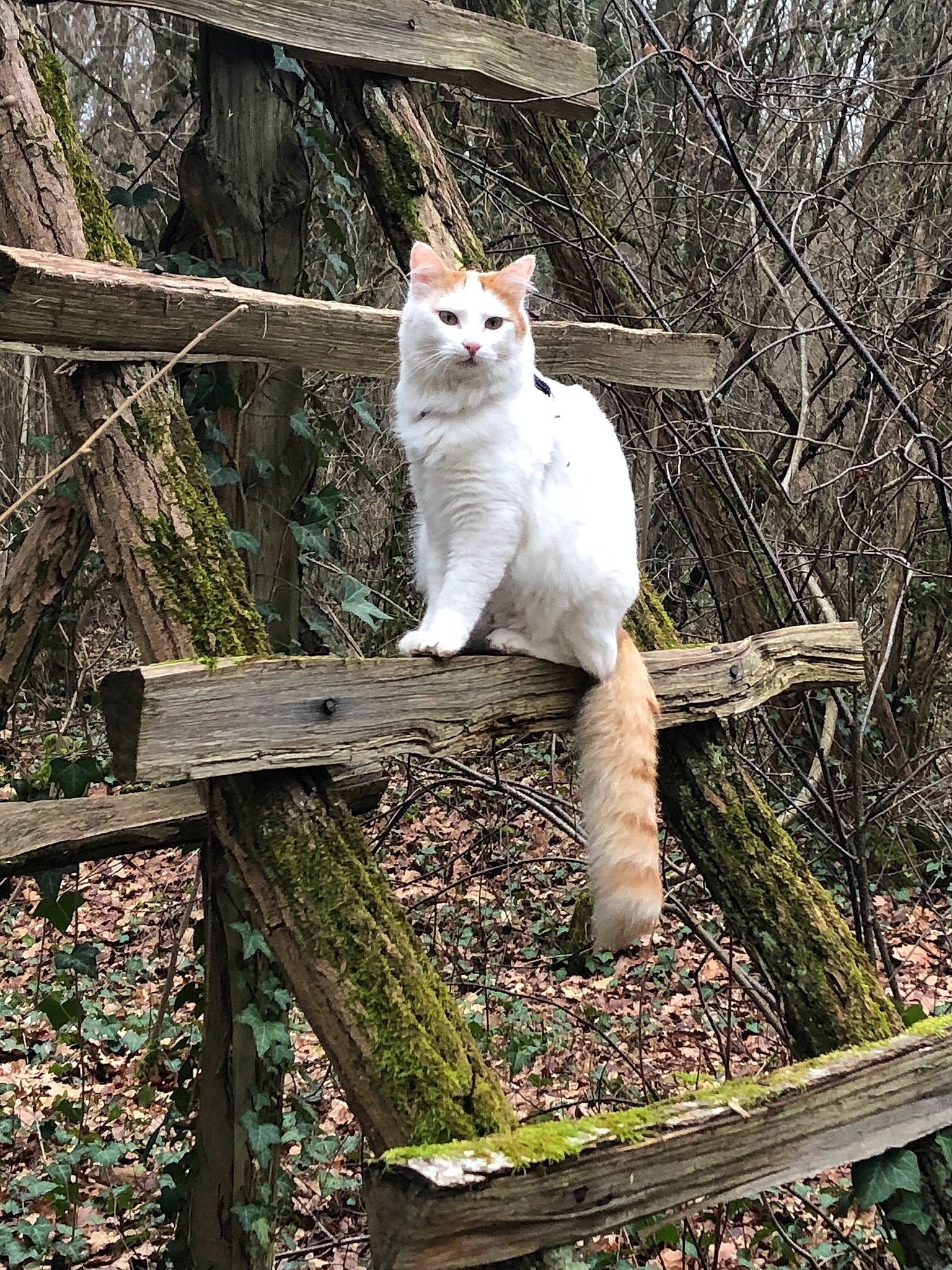 Neco a rejoint le concours — aidez-le/la à gagner de superbes lots ! branch, carnivore, cat, domestic_short_haired_cat, eye, fawn, felidae, forest, fur, grass, plant, small_to_medium_sized_cats, snout, tail, terrestrial_animal, tree, trunk, twig, whiskers, wood