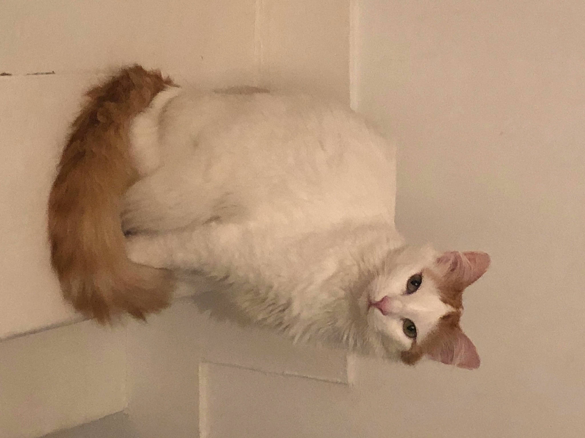 Neco a rejoint le concours — aidez-le/la à gagner de superbes lots ! canidae, carnivore, cat, claw, companion_dog, dog_breed, domestic_short_haired_cat, fawn, felidae, fur, mammal, paw, small_to_medium_sized_cats, snout, sporting_group, tail, vertebrate, whiskers