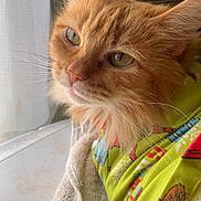 Baby Miracle joined the competition — help win amazing prizes! cat, orange_cat, fluffy, pet, indoor, window, green_clothing, fur, whiskers, close_up, relaxed, domestic_animal, light, textile, fabric, curtain, resting, portrait, animal, cozy