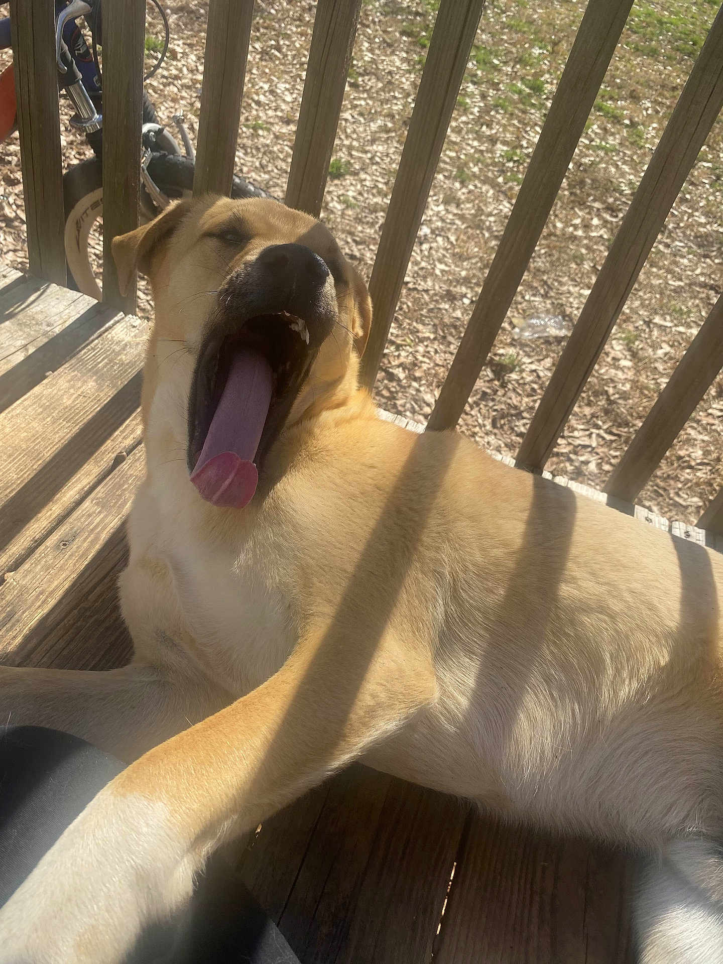 Scrappy is registered to the contest to win money with this photo: dog, tan_dog, yawning, tongue_out, wooden_porch, sunlight, shadows, outdoor, pet, canine, relaxed, resting, daylight, wooden_floor, railing, animal, mammal, lying_down, close_up, tongue
