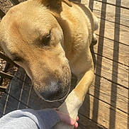 Scrappy joined the competition — help win amazing prizes! dog, canine, pet, golden_coat, paw, hand, wooden_deck, sunlight, shadow, outdoor, fence, closeup, affection, animal, friendship, calm, gentle, fur, nature, daylight
