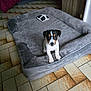 Nicky participe au concours pour gagner de l'argent avec cette photo : animal, canine, cat, dog, dogbed, hound, pet, puppy