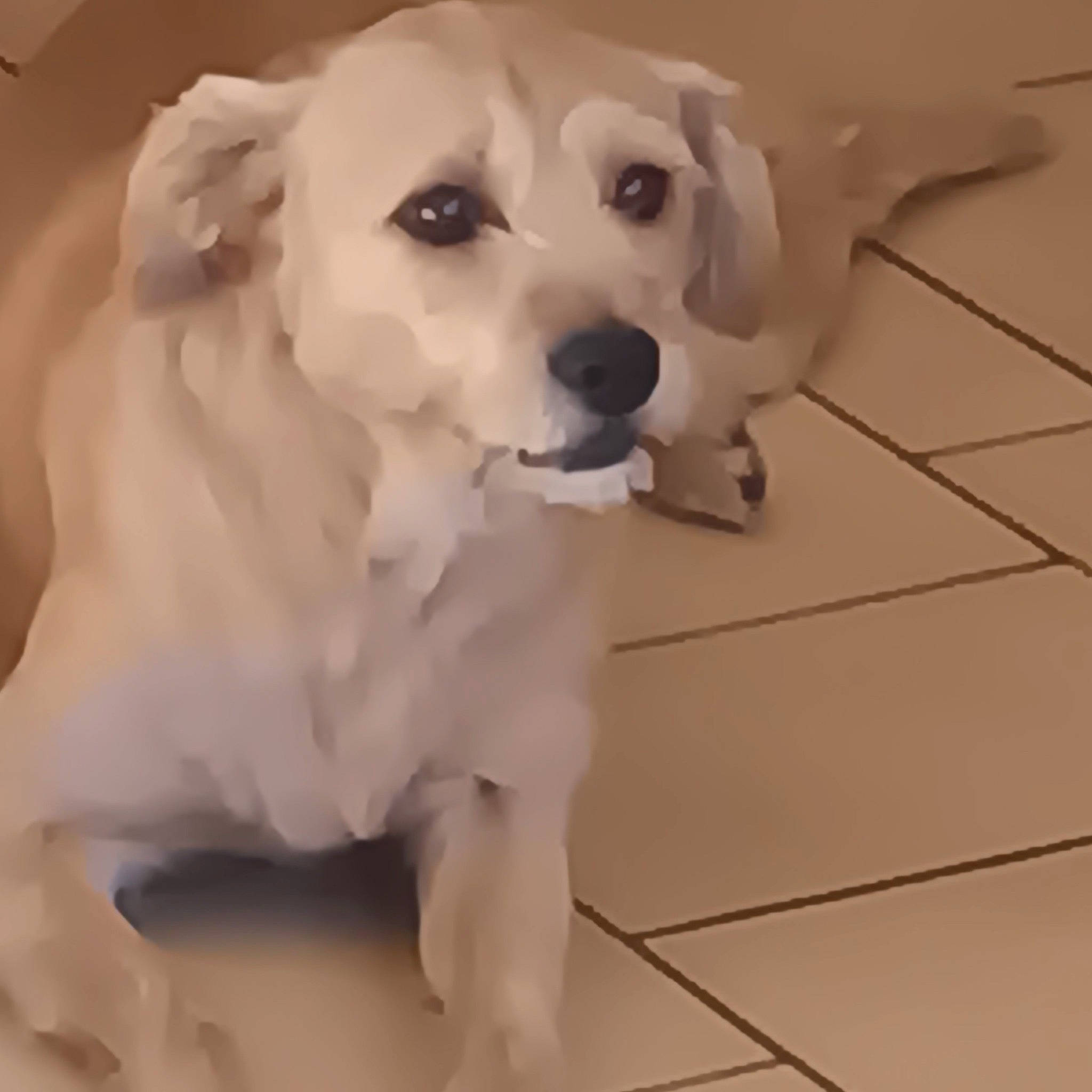 Java a rejoint le concours — aidez-le/la à gagner de superbes lots ! canidae, carnivore, companion_dog, dog, dog_breed, dog_collar, fawn, flooring, fur, hardwood, non_sporting_group, paw, pet_supply, sporting_group, tile_flooring, whiskers, wood, wood_flooring, working_animal