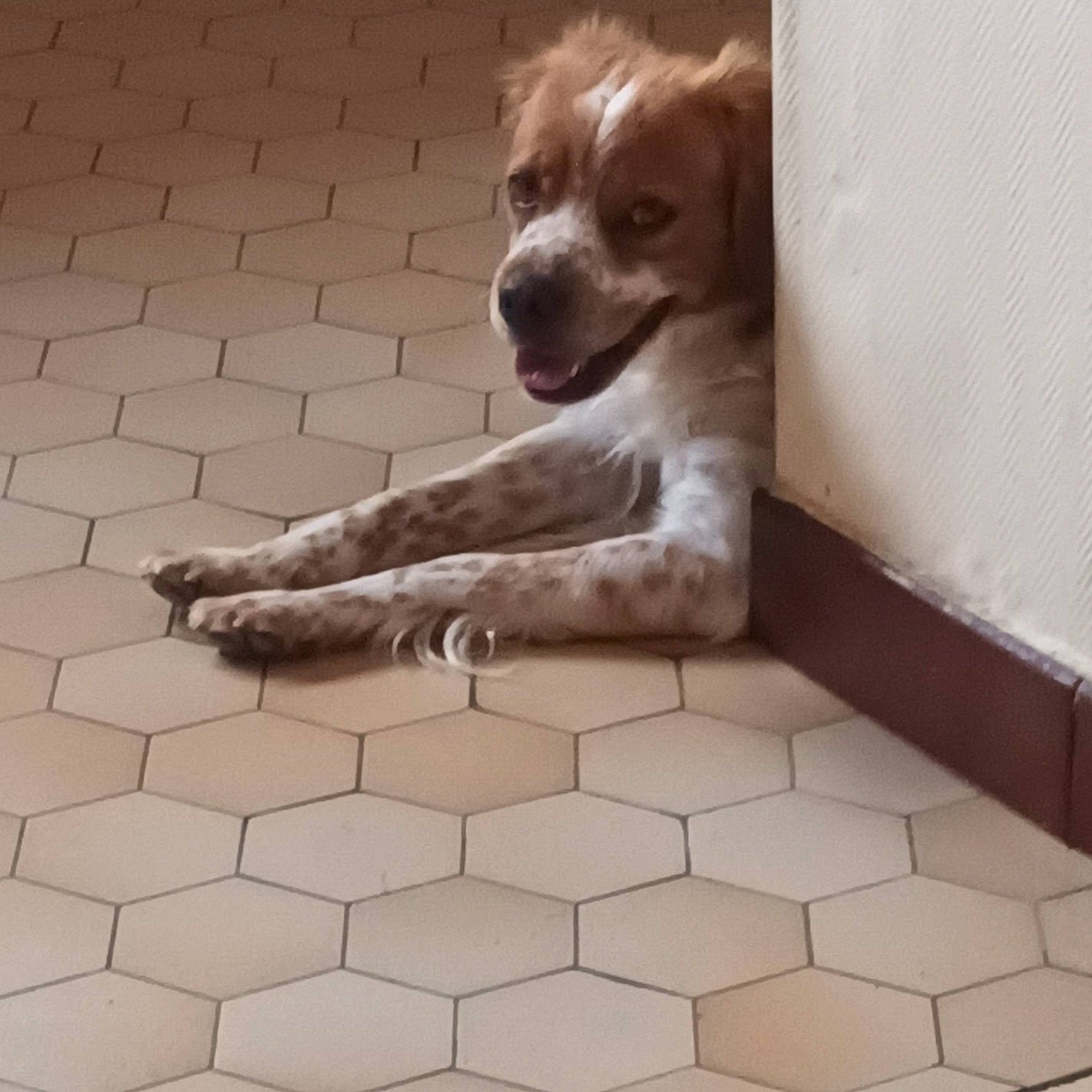 Jack participe au concours pour gagner de l'argent avec cette photo : brick, brickwork, carnivore, companion_dog, concrete, dog, dog_breed, dog_supply, fawn, floor, flooring, fur, hardwood, liver, pet_supply, rectangle, road_surface, sidewalk, whiskers, wood