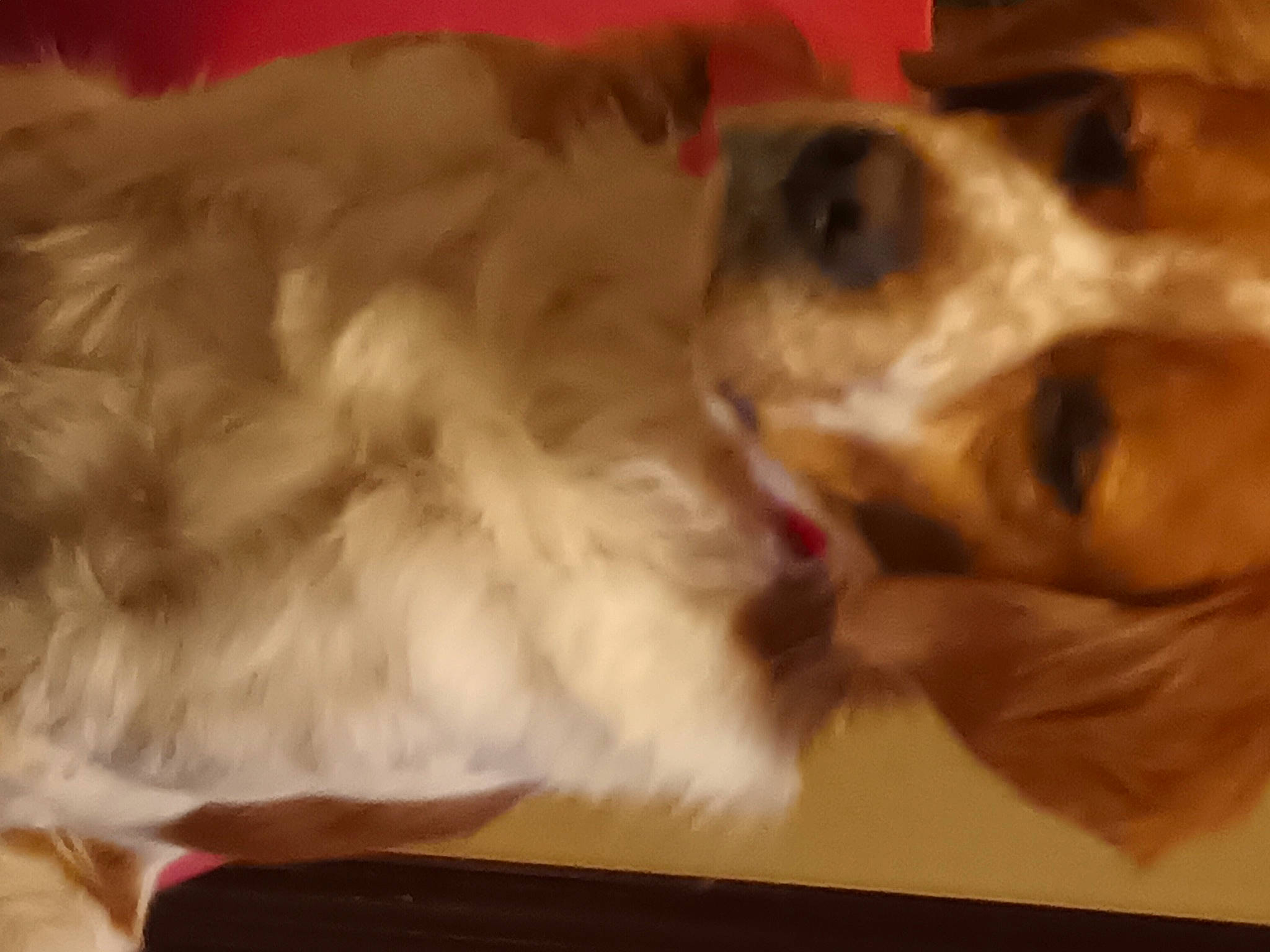 Jack a rejoint le concours — aidez-le/la à gagner de superbes lots ! bed, canidae, carnivore, companion_dog, dog, dog_breed, fawn, felidae, fur, liver, paw, pomeranian, puppy_love, small_to_medium_sized_cats, snout, spaniel, sporting_group, toy_dog, whiskers, working_animal