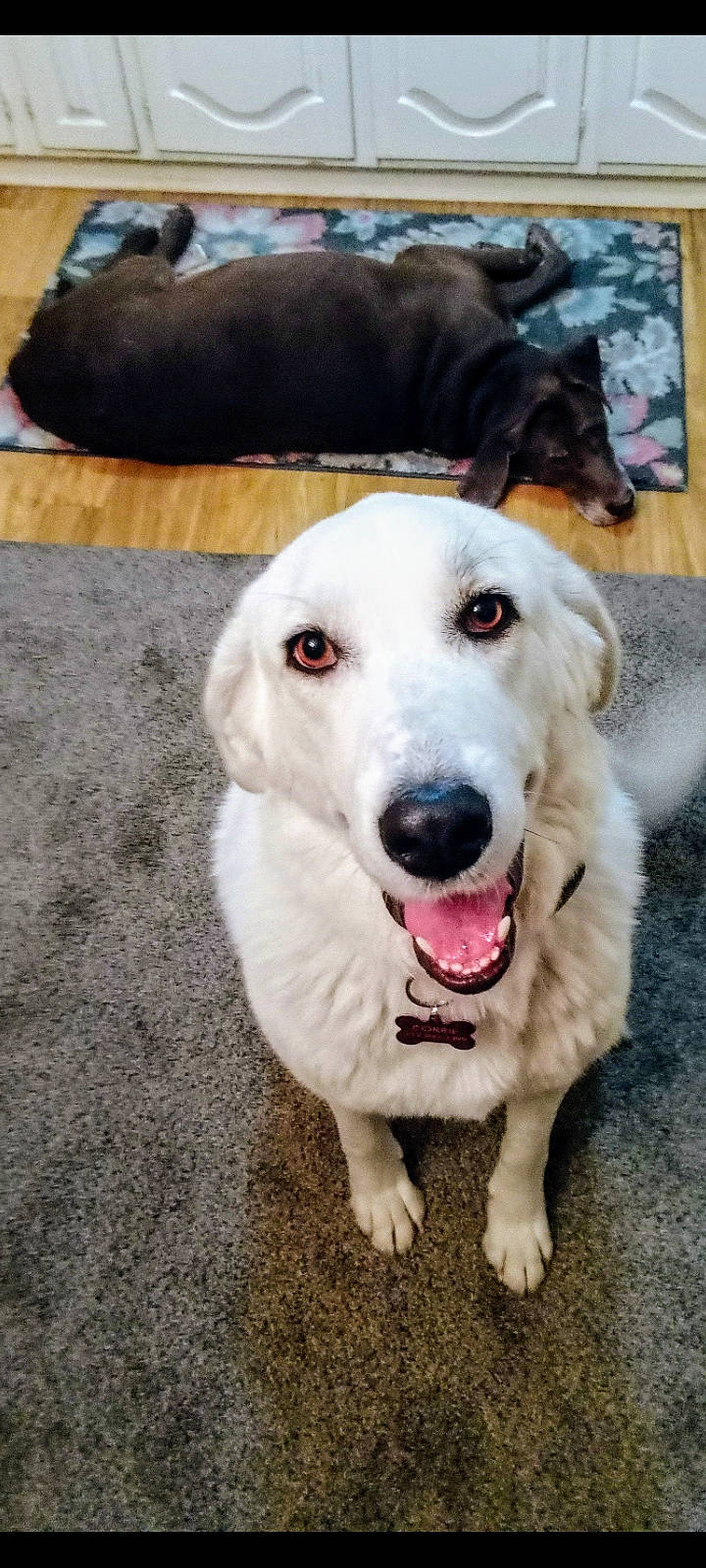 Malibu is registered to the contest to win money with this photo: canidae, carnivore, collar, companion_dog, dog, dog_breed, dog_collar, dog_supply, fawn, fur, natural_material, pet_supply, snout, sporting_group, whiskers, working_animal, working_dog