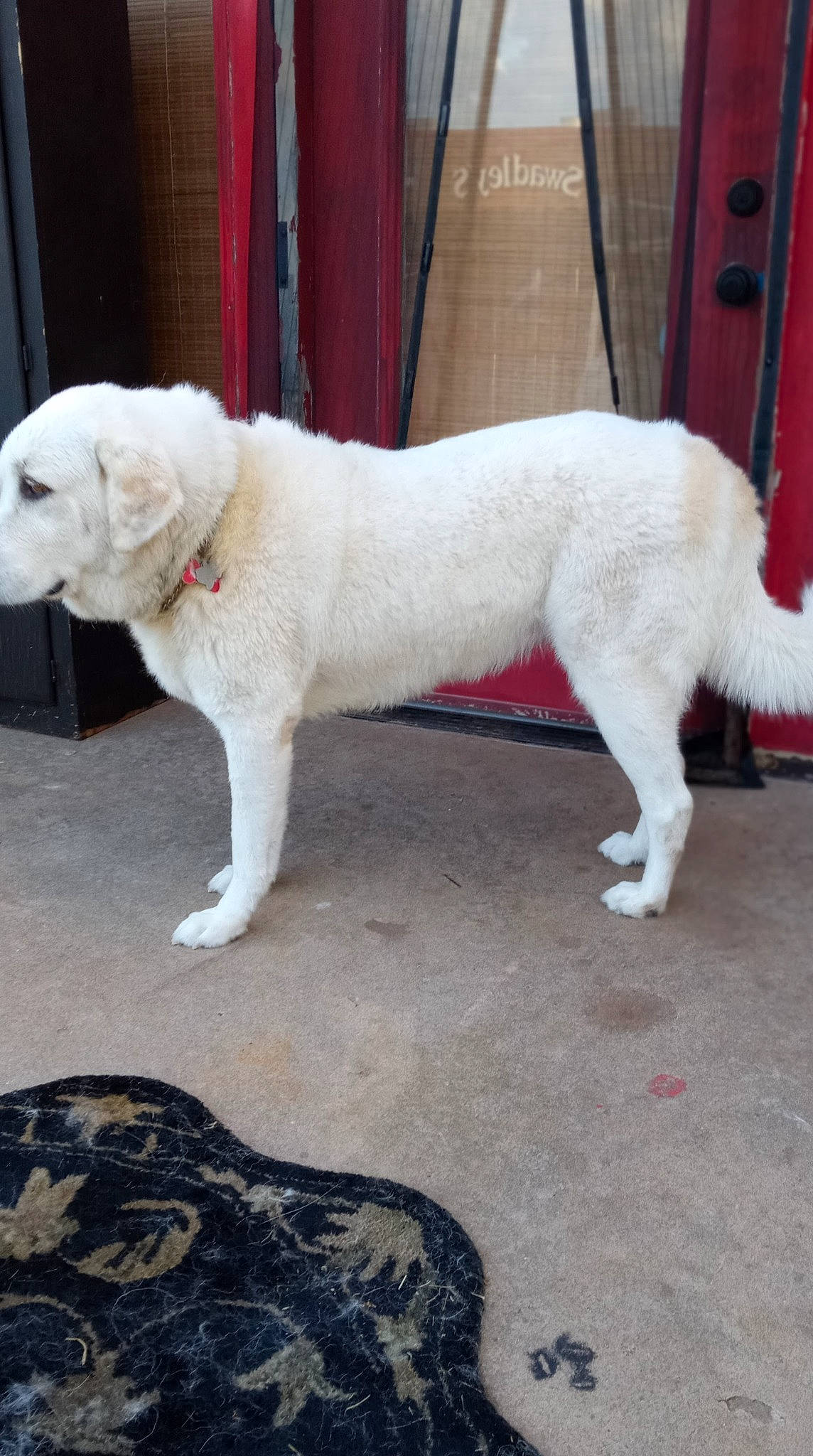 Malibu joined the competition — help win amazing prizes! ancient_dog_breeds, canidae, carnivore, collar, companion_dog, dog, dog_breed, dog_collar, flooring, fur, giant_dog_breed, leash, non_sporting_group, paw, sporting_group, tail, terrier, white, working_animal