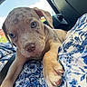 Sarada participe au concours pour gagner de l'argent avec cette photo : animal, blue_and_white, blue_eyes, car_interior, close_up, clouds, cute, dog, fabric, floral_pattern, front_leg, indoors, paw, pet, puppy, resting, sky, spotted, window, young_dog